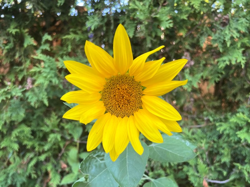 Words of Wisdom: What People with Chronic Illness Wish They Knew When First&nbsp;Diagnosed